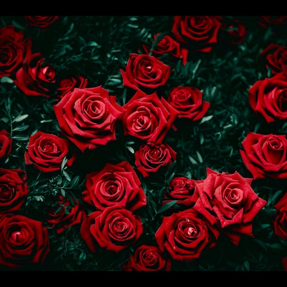 Meet your Posher, Liz - Picture 1 of 1